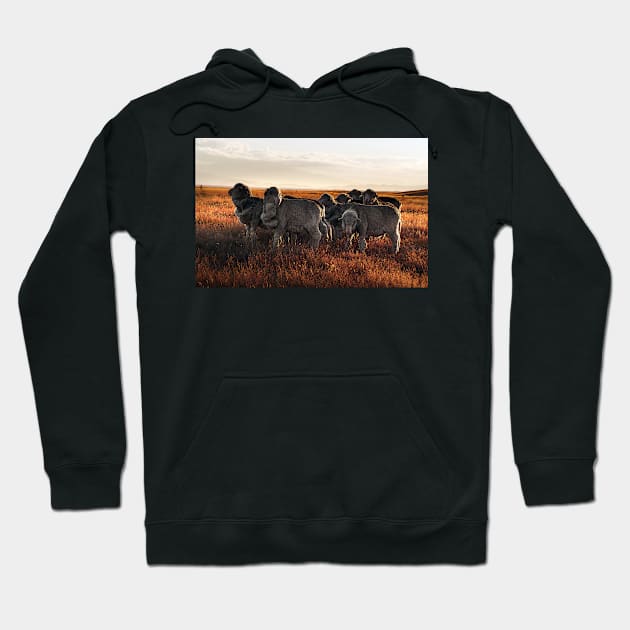 Merino Sheep in the Sunset Hoodie by kawaii_shop